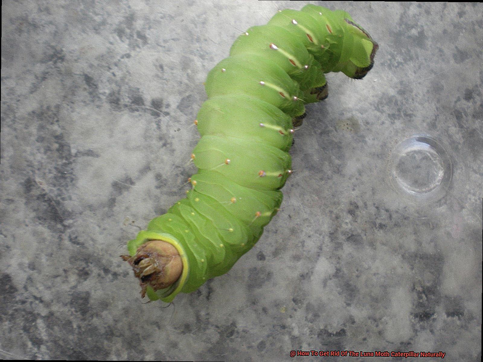 How To Get Rid Of The Luna Moth Caterpillar Naturally-5
