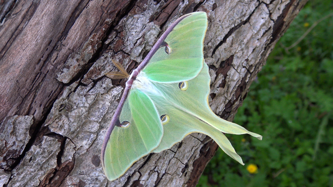 How To Get Rid Of The Luna Moth Caterpillar Naturally