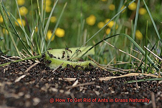 How To Get Rid of Ants in Grass Naturally-6