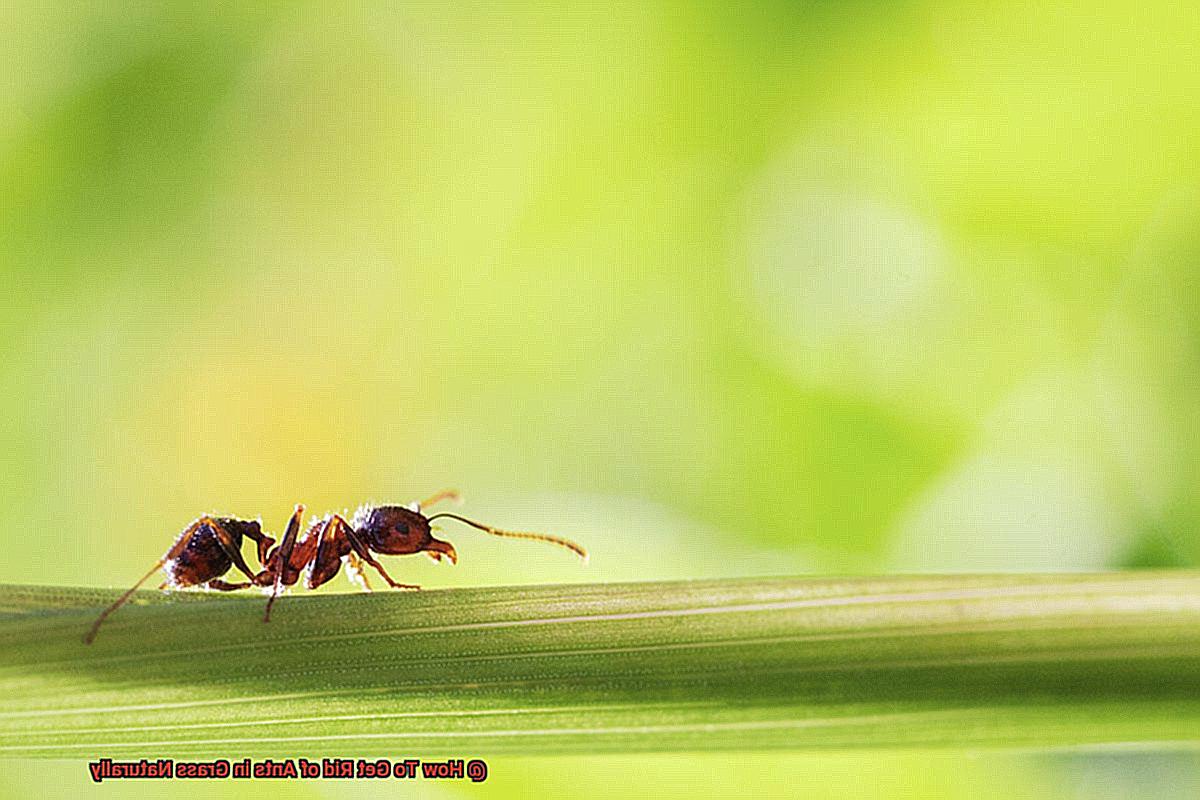 How To Get Rid of Ants in Grass Naturally-4