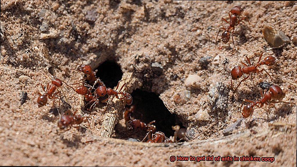How to get rid of ants in chicken coop-5