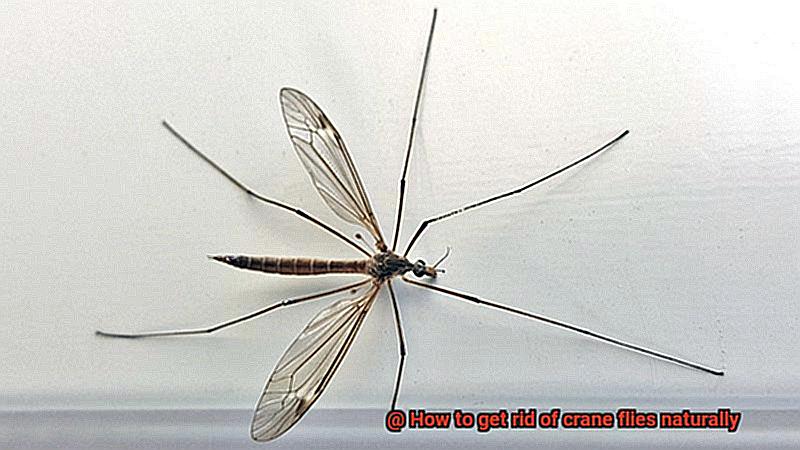 How to get rid of crane flies naturally-4