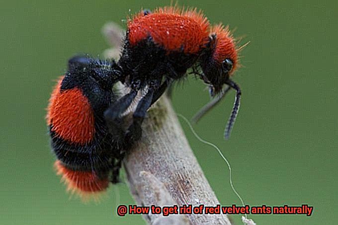 How to get rid of red velvet ants naturally-7