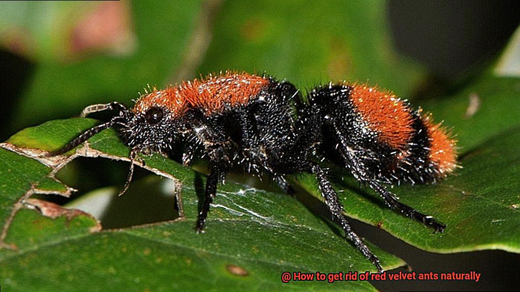 How to get rid of red velvet ants naturally-2