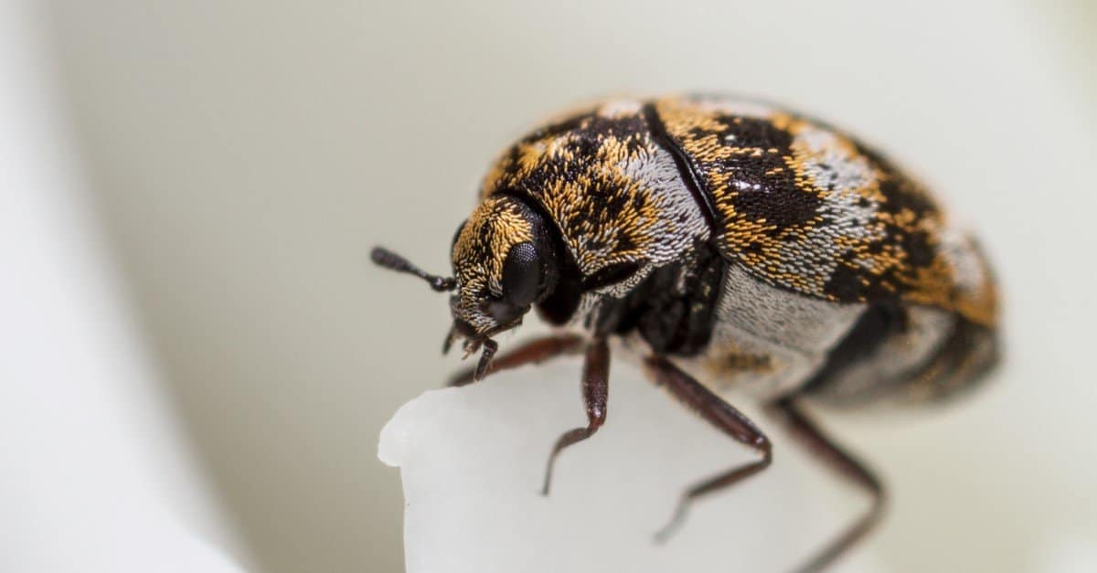 Does Baking Soda Kill Carpet Beetles