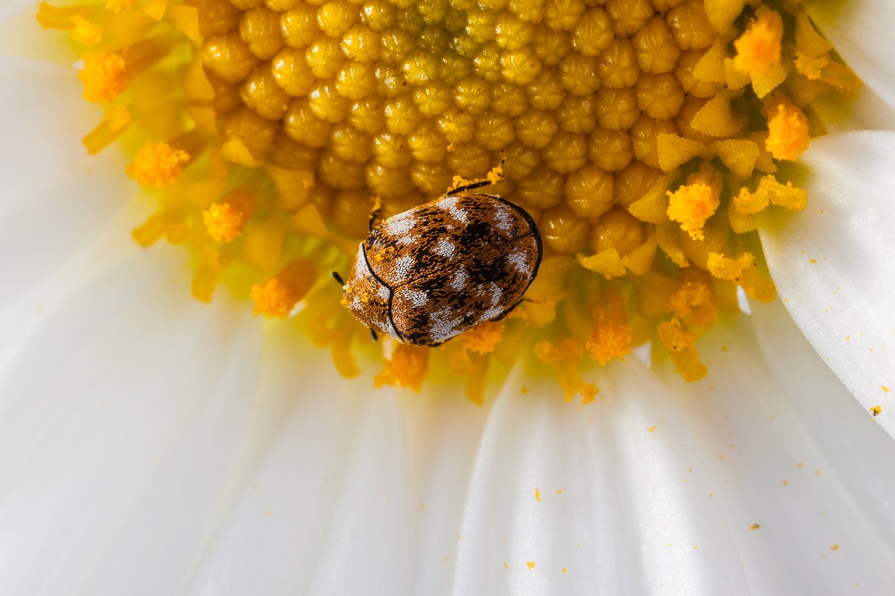 Does Diatomaceous Earth Kill Carpet Beetles