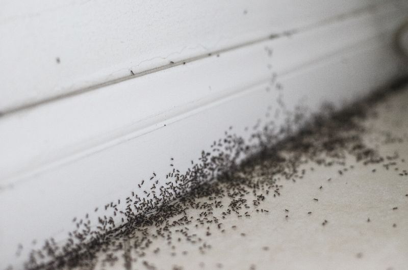 How to Get Rid Of Ants In Bathroom Drain