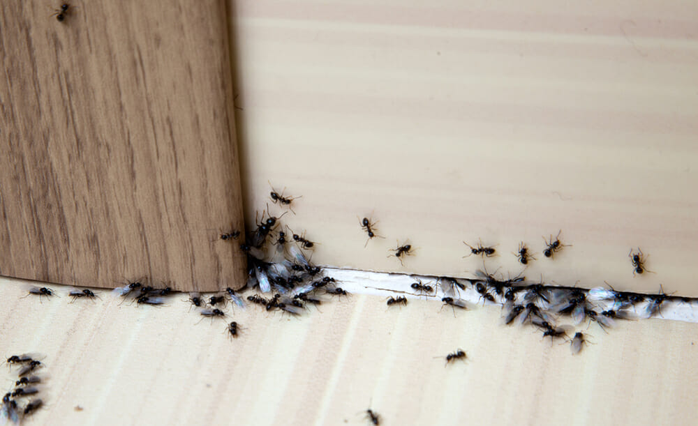 How to Get Rid of Argentine Ants In House Naturally 2023