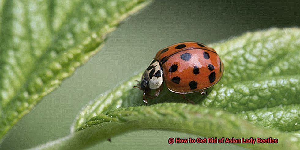 How to Get Rid of Asian Lady Beetles-3