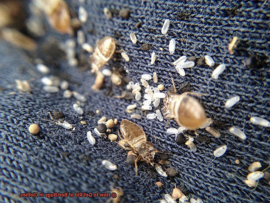 How to Get Rid of Bed Bugs in Clothes? - Lightning Pest Control