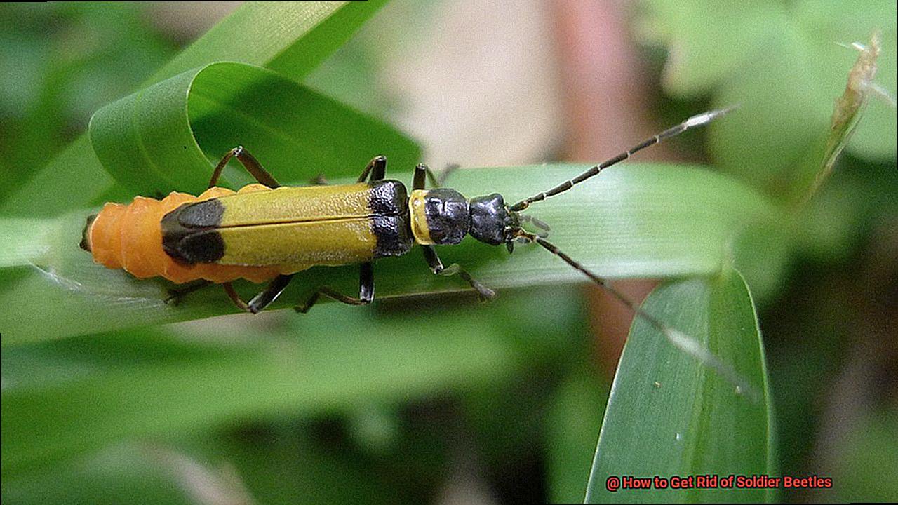 How to Get Rid of Soldier Beetles-2