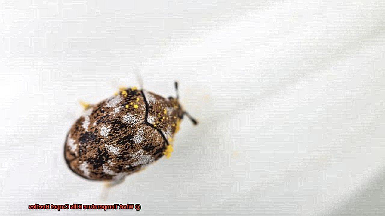 What Temperature Kills Carpet Beetles-4