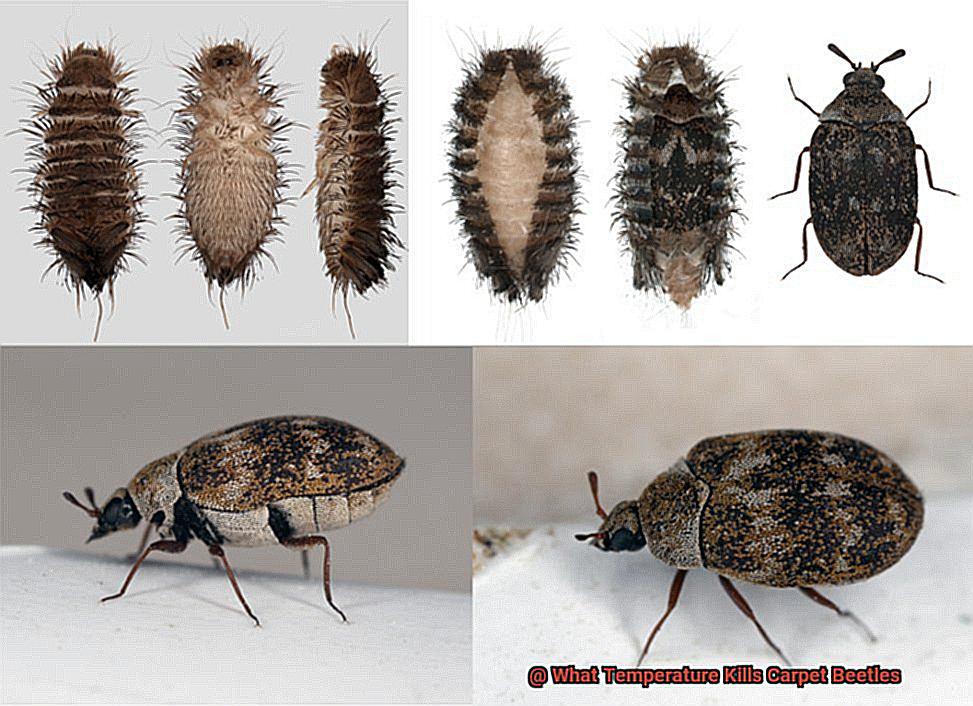 What Temperature Kills Carpet Beetles-2