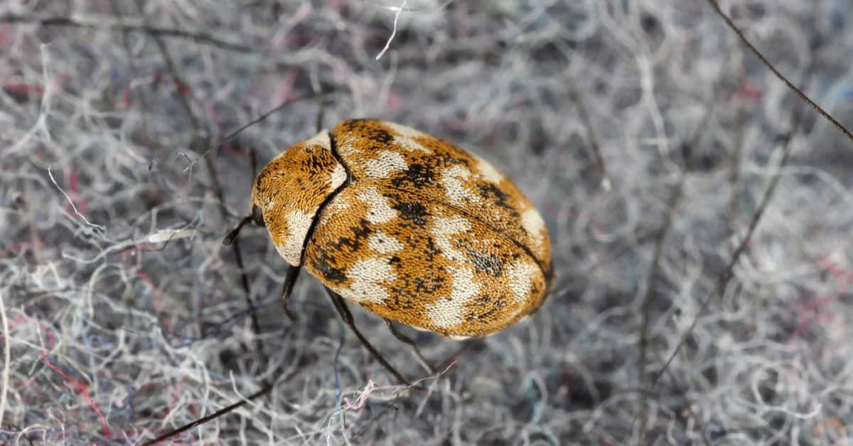 What Temperature Kills Carpet Beetles