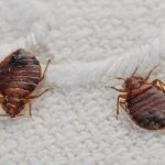 How Long Does It Take To Get Rid Of Bed Bugs