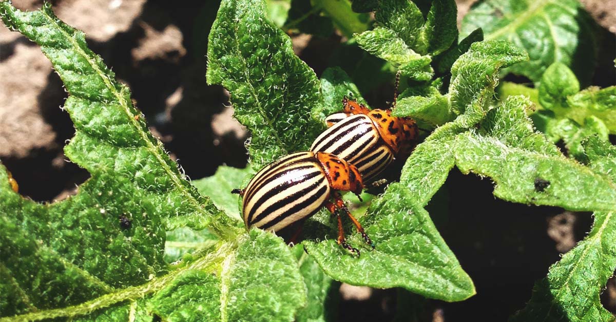 How To Get Rid Of The Potato Bugs Naturally