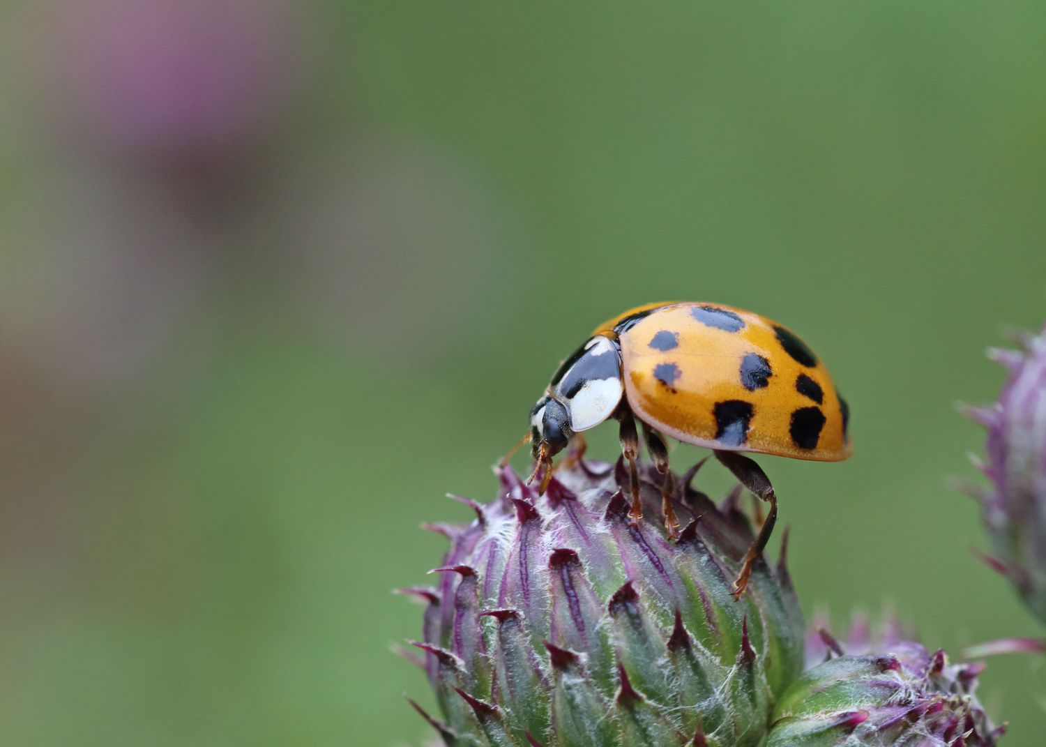 How to Get Rid of Asian Lady Beetles Naturally