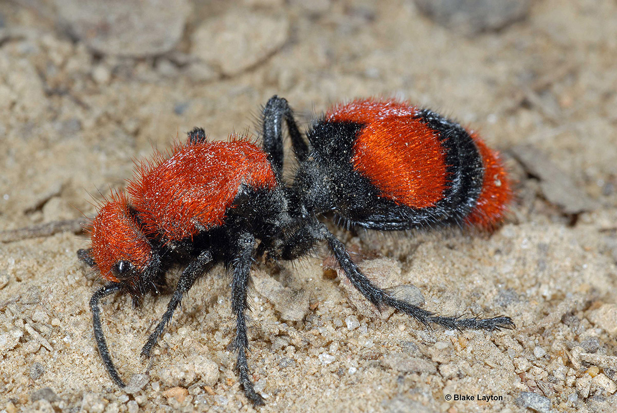 How to Get Rid Of Red Velvet Ants Naturally