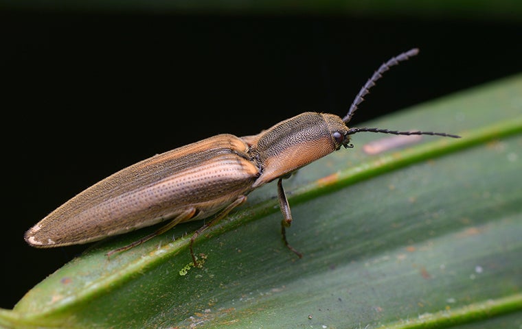 How to Get Rid of Click Beetles