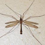 How to Get Rid Of Crane Flies Naturally