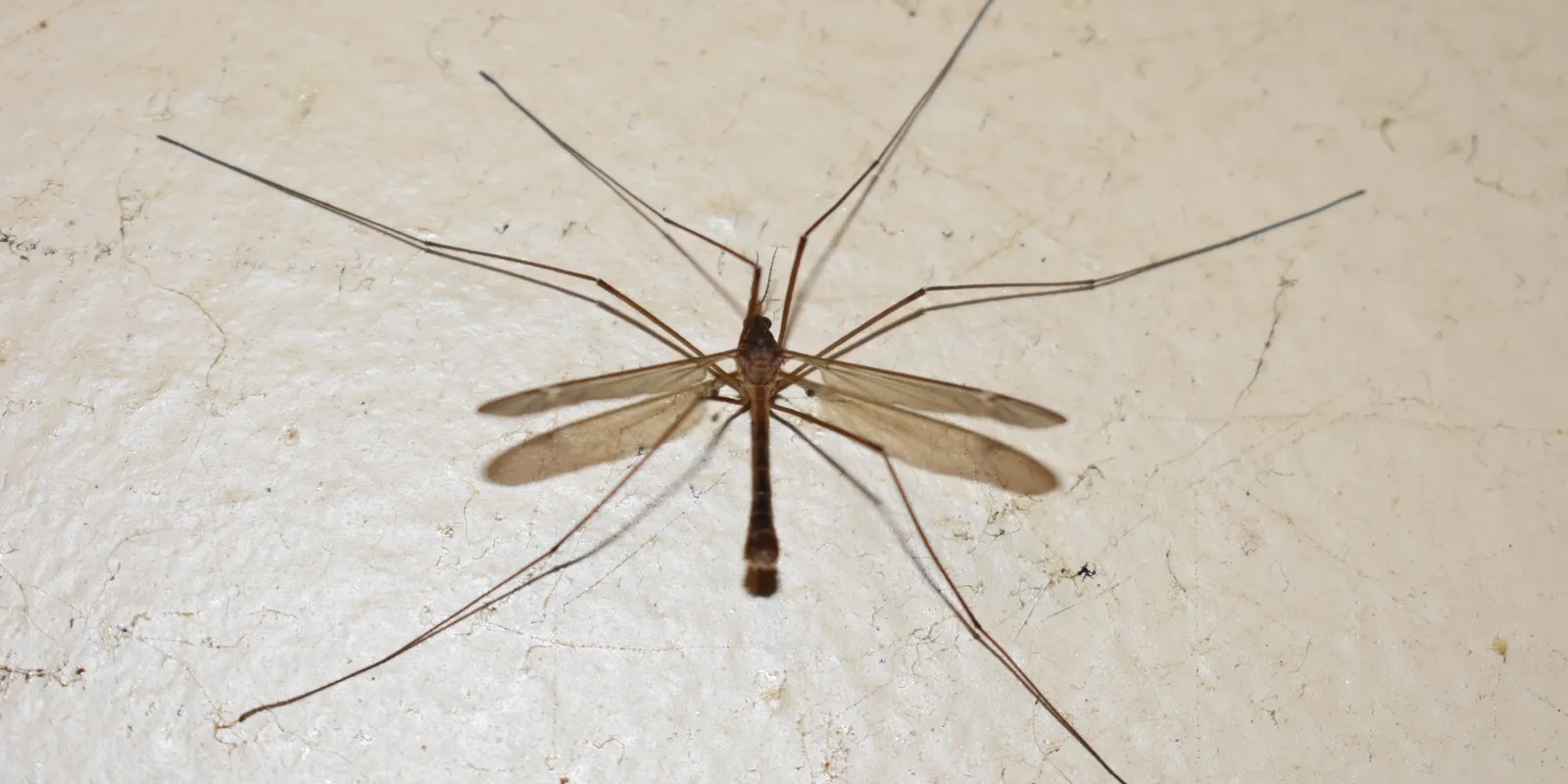 How to Get Rid Of Crane Flies Naturally
