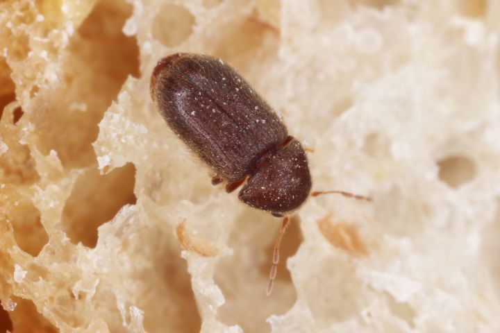 How to Get Rid Of Drugstore Beetles Naturally