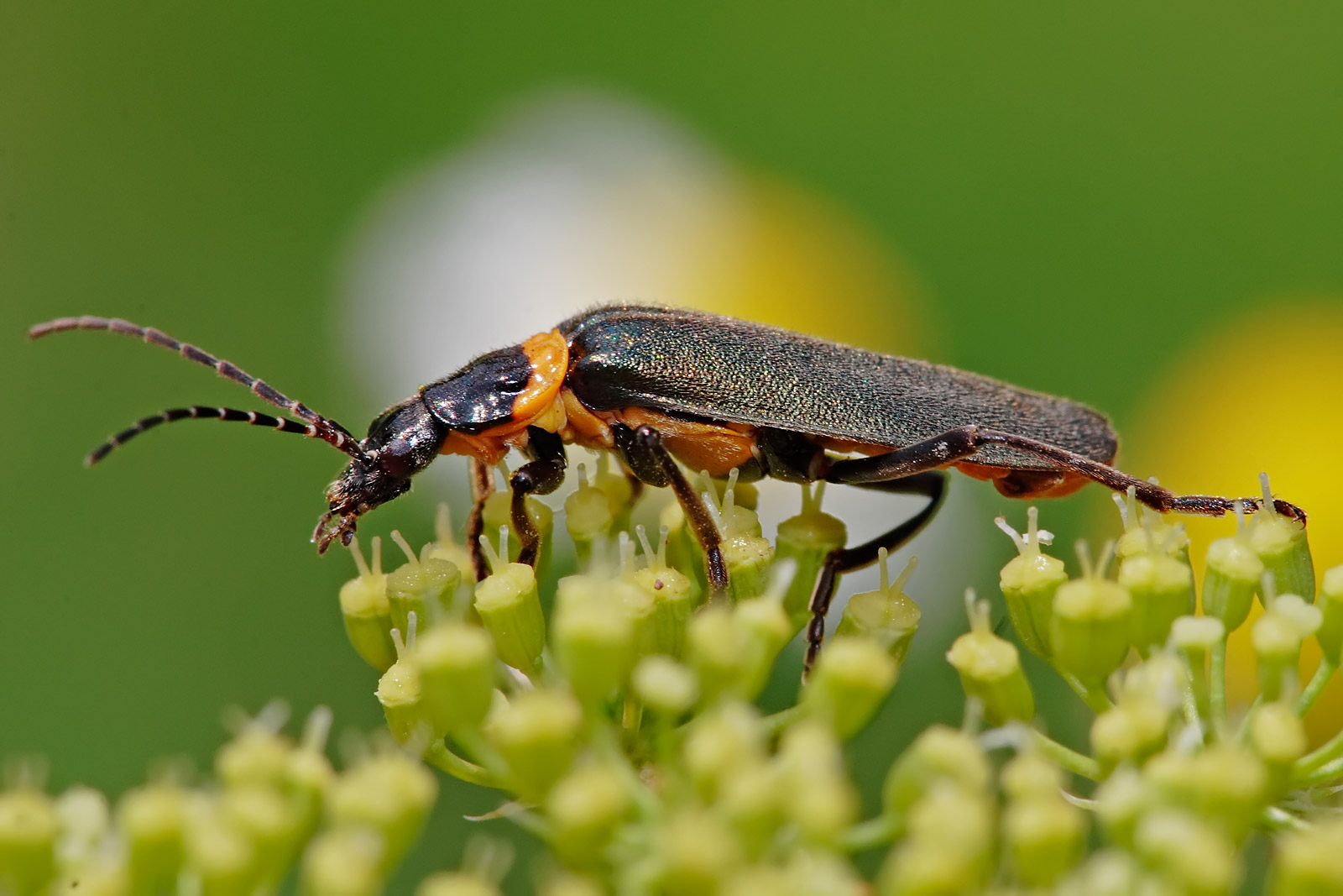 How to Get Rid of Soldier Beetles