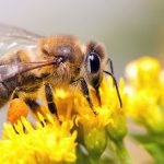 How to Get Rid of Honey Bees Without Killing Them